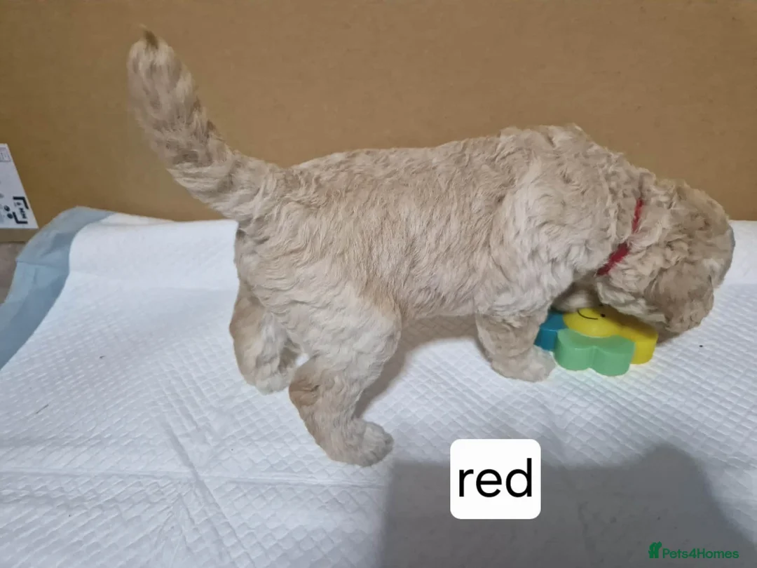 Mixed Breed dogs for sale: Beagle Doodles - Advert 12