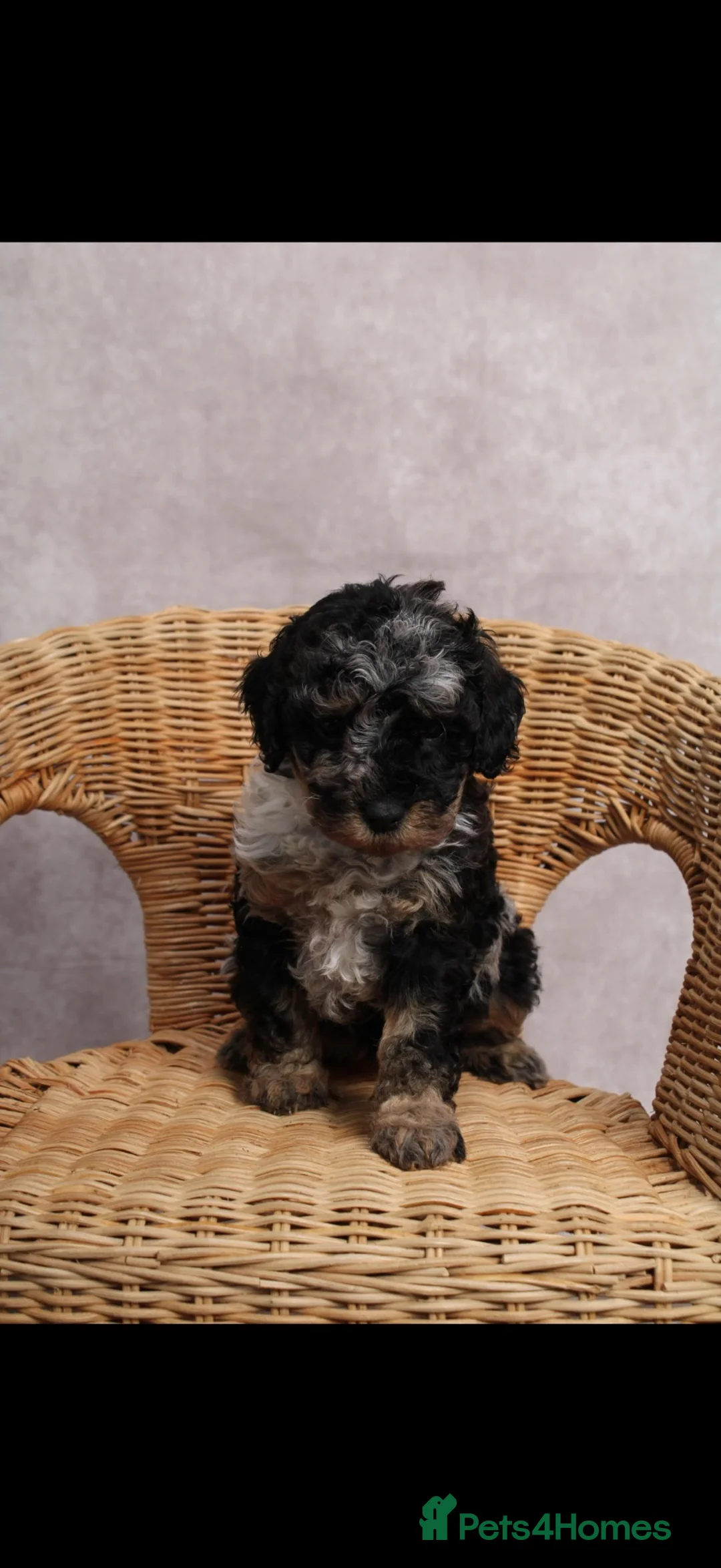 Cockapoo dogs for sale: READY NOW BOY COCKAPOO - Advert 2