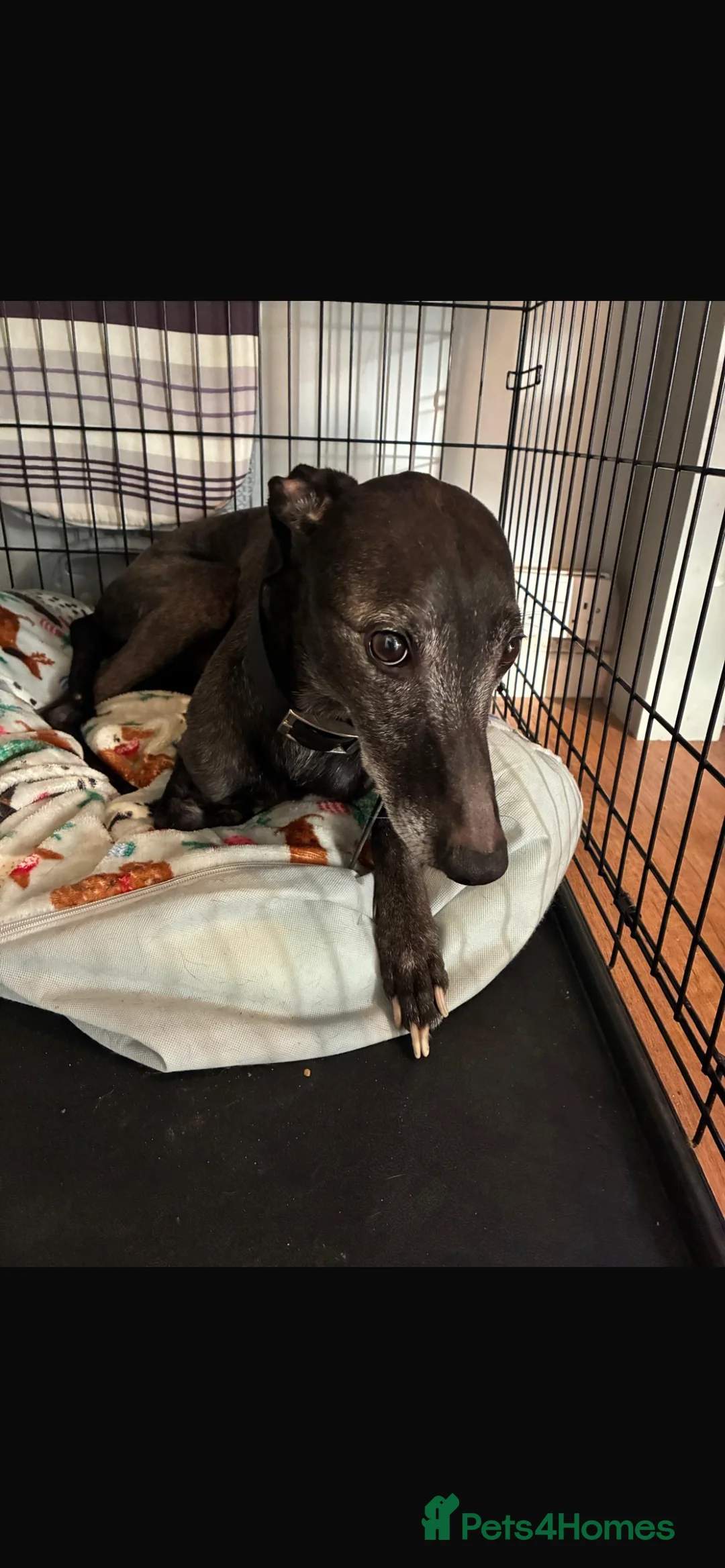 Lurcher dogs for sale: Hunter - Advert 1