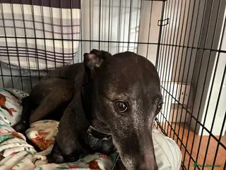 Lurcher dogs Hunter - Advert 4