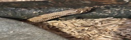 Python Snake reptiles for sale: Female ball python pied & Hognose snakes  - Advert 7