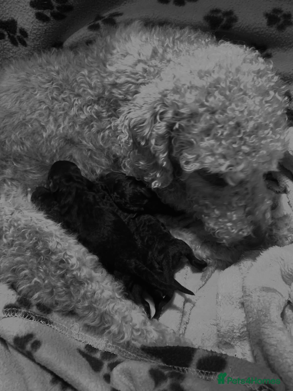 Bedlington Terrier dogs Beautiful KC Bedlington terriers  - Advert 1