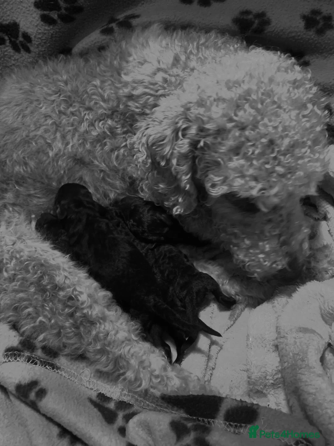 Bedlington Terrier dogs for sale: Beautiful KC Bedlington terriers  in Retford - Advert 1