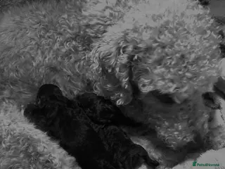 Bedlington Terrier dogs for sale: Beautiful KC Bedlington terriers - Advert 1