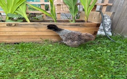 Chickens poultry for sale: Silkie Chicks Available - Image 7