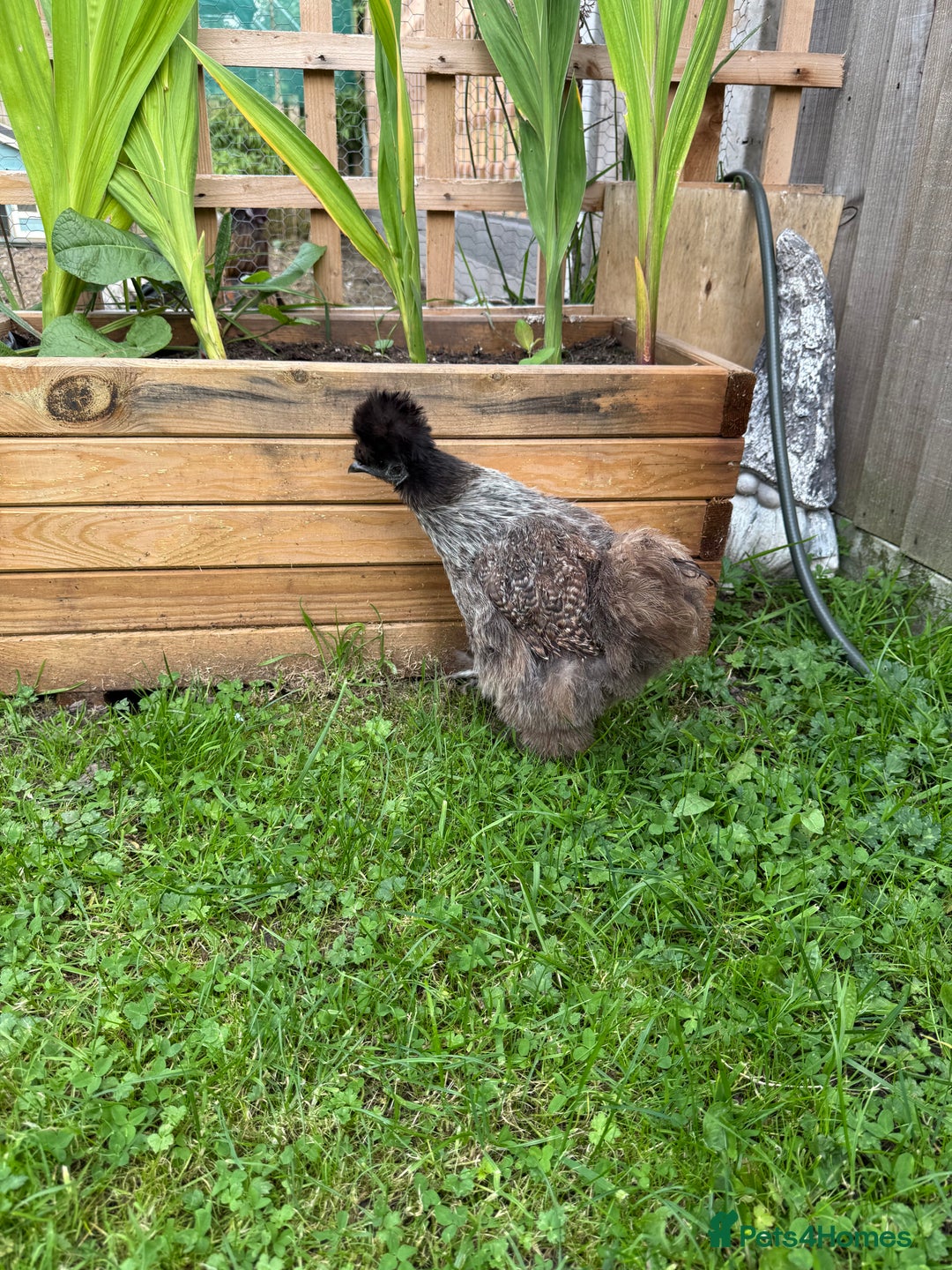 Chickens poultry for sale: Silkie Chicks Available - Image 7