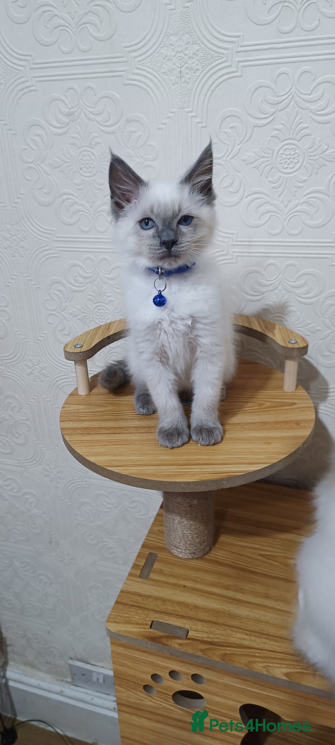 Ragdoll cats for sale: Cute Ragdoll Kittens for Sale - Image 7