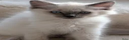 Ragdoll cats for sale: Stunning ragdoll kittens for sale.  - Advert 19