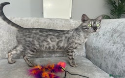 Bengal cats for sale: Beautiful Silver Charcoal Spay Female Bengal in Benfleet - Image 1