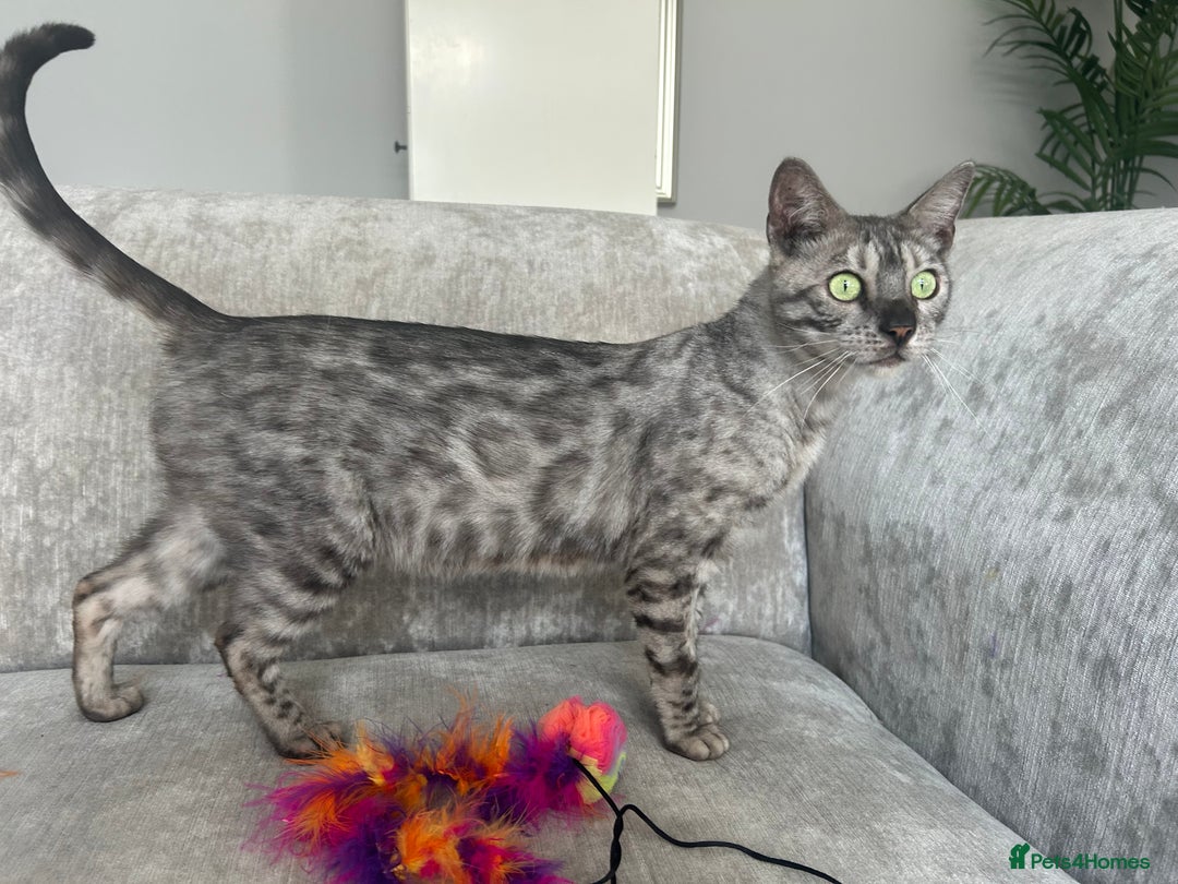 Bengal cats for sale: Beautiful Silver Charcoal Spay Female Bengal in Benfleet - Image 1