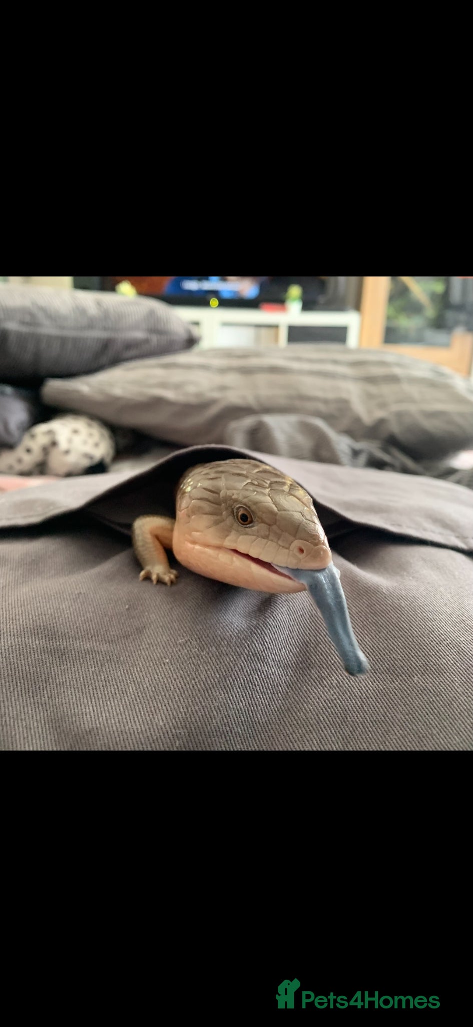 Skink reptiles Blue tongued skink  - Advert 2