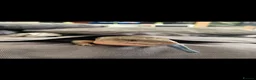 Skink reptiles for sale: Blue tongued skink  in Portland - Advert 1