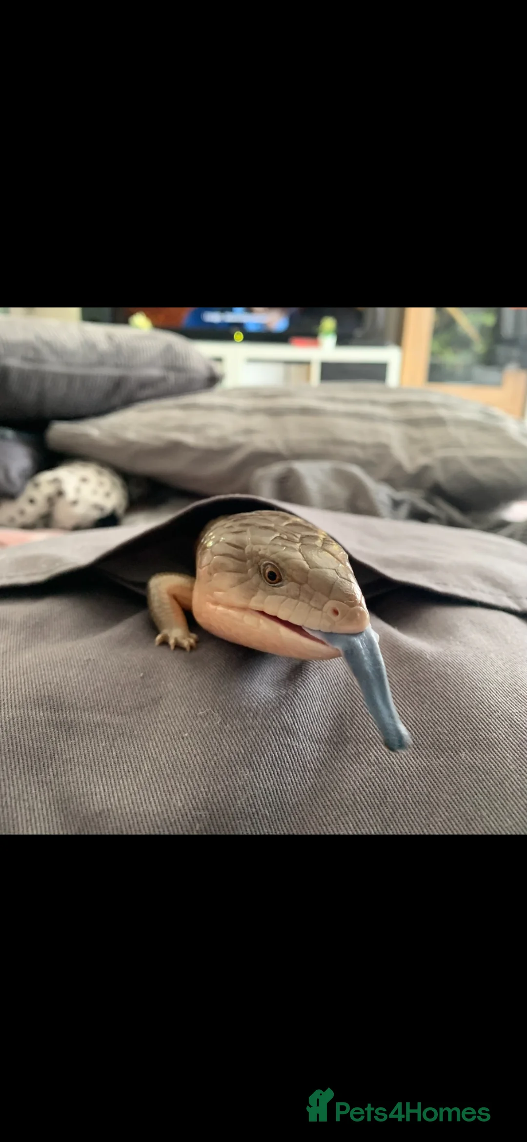 Skink reptiles for sale: Blue tongued skink  in Portland - Advert 1