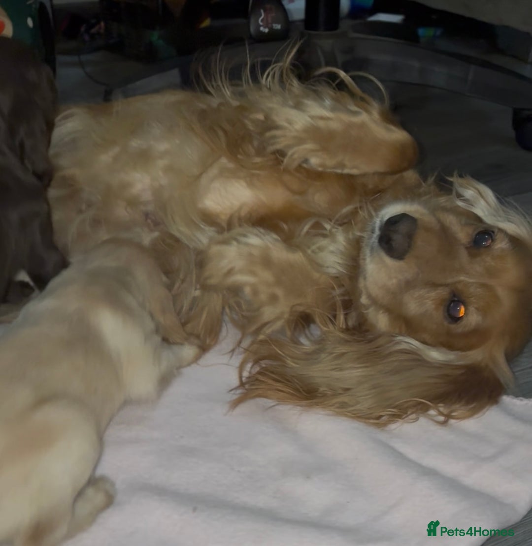 Cocker Spaniel dogs for sale: Ready now!!! Beautiful working cocker spaniels - Advert 6