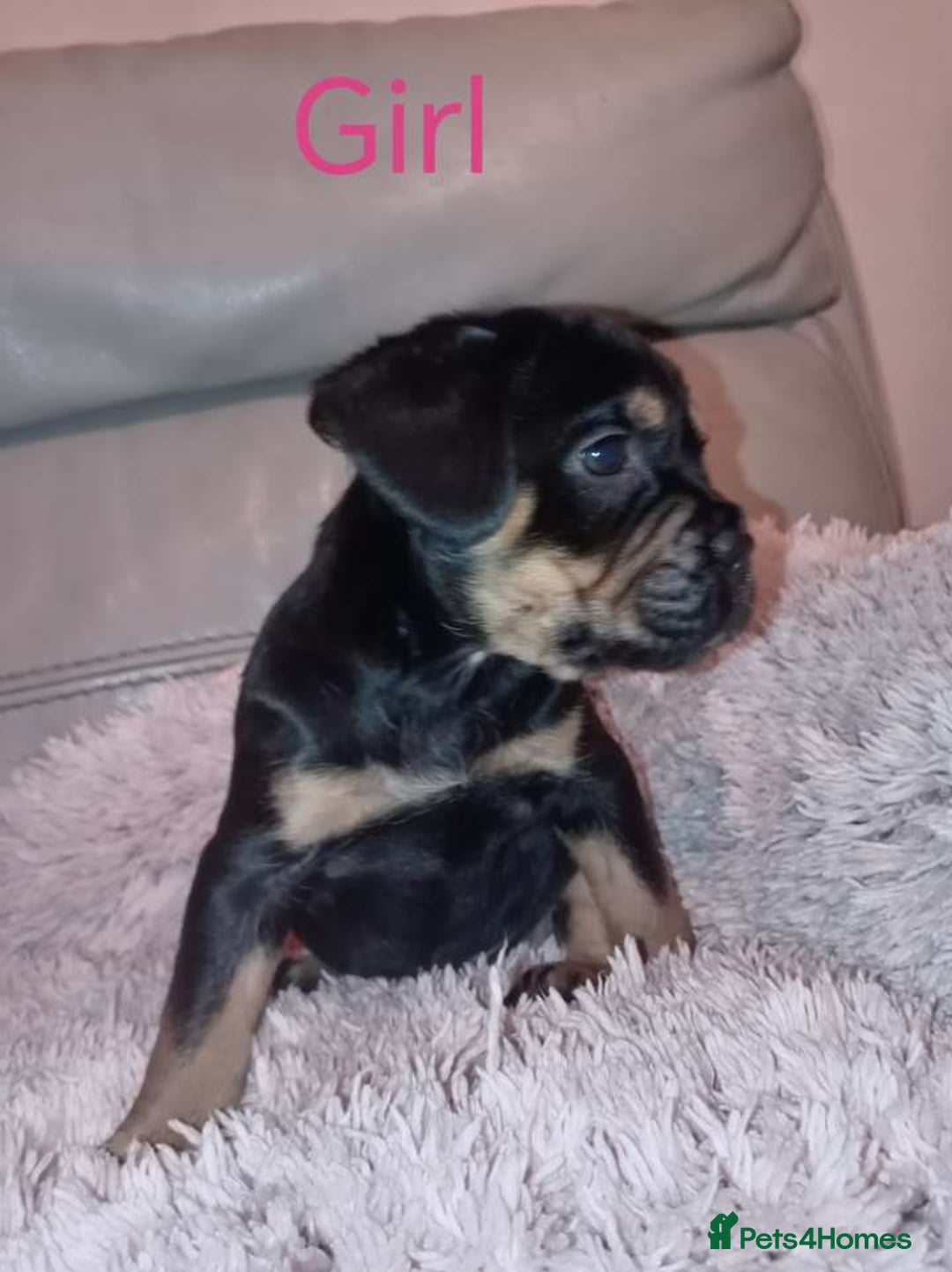 Mixed Breed dogs for sale: FROCKERS. (French bulldog cross cocker spaniel) - Image 5