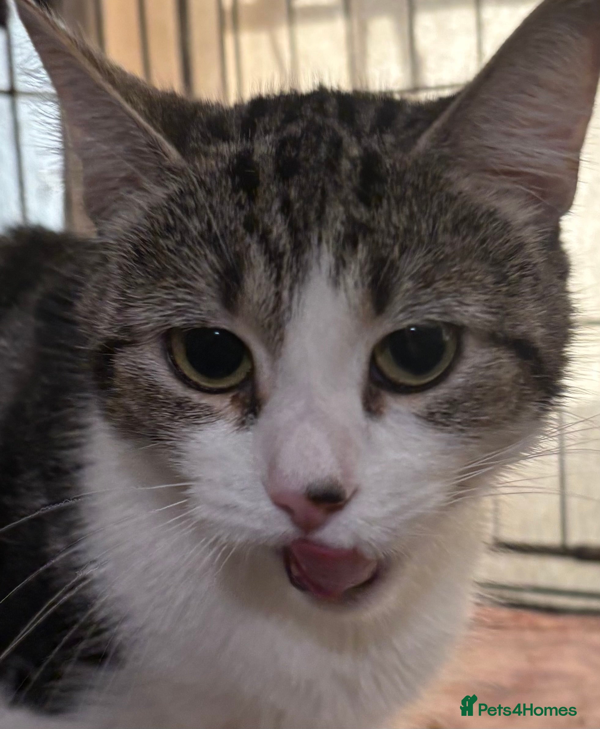 Mixed Breed cats Neutered Female 1yr old needs patient owner - Advert 1