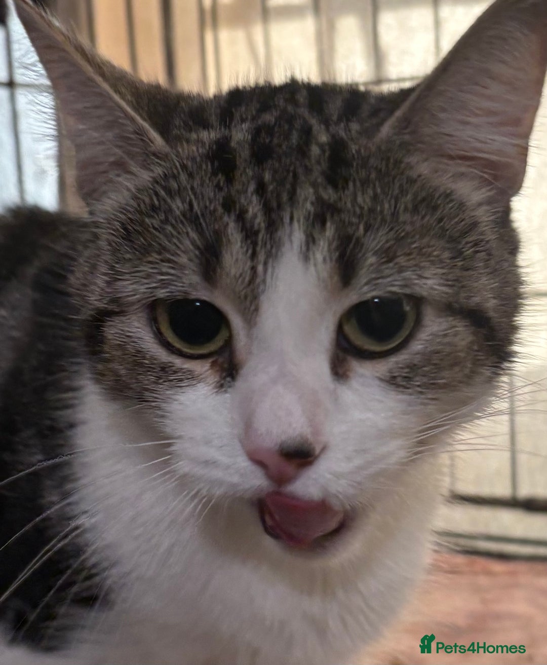 Mixed Breed cats for adoption: Neutered Female 1yr old needs patient owner - Advert 1