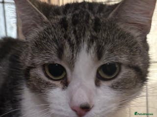 Mixed Breed cats Neutered Female 1yr old needs patient owner - Advert 4