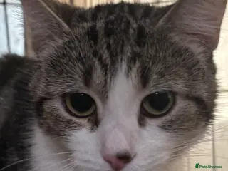 Mixed Breed cats Neutered Female 1yr old needs patient owner - Advert 18