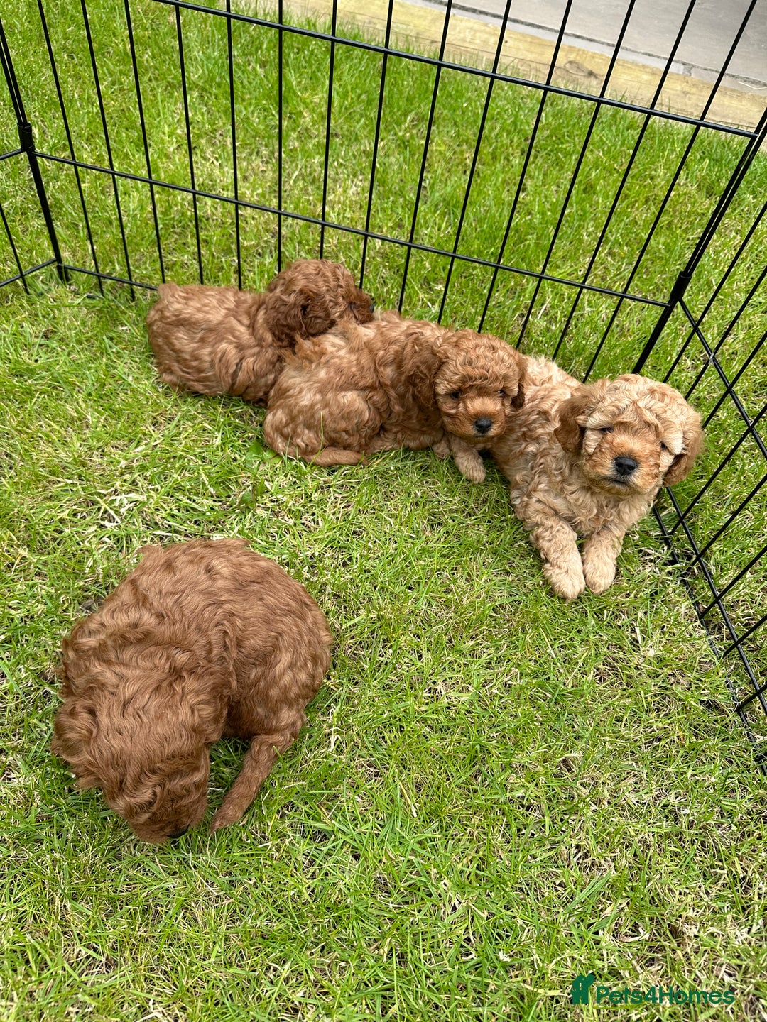 Cavapoo dogs for sale: Adorable F1B Cavapoo Puppies - Advert 12
