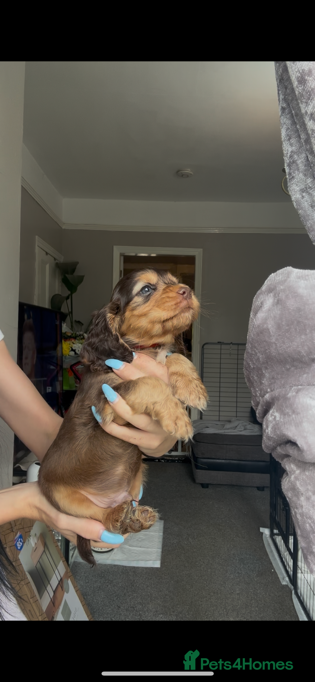 Cocker Spaniel dogs for sale: 7 beautiful chocolate sable cocker spaniels - Image 16