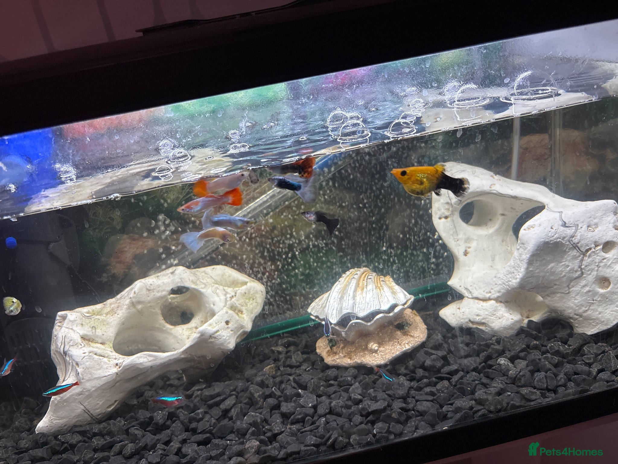Live Bearers fish Full tank set up - Advert 4