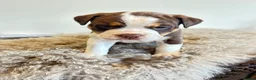 Olde English Bulldogge dogs for sale: Olde English fluffy Bulldogge puppies  - Advert 32
