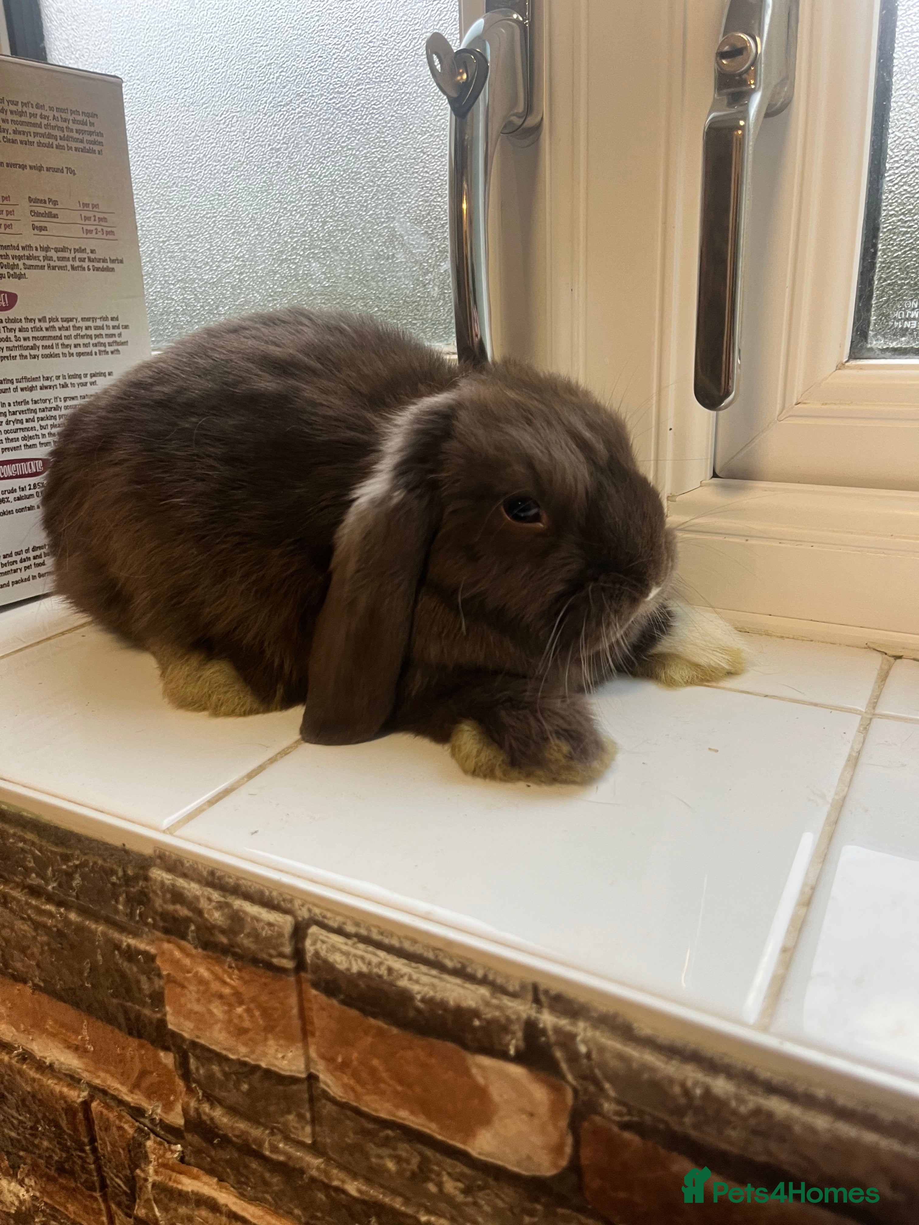 Mini Lop rabbits Mini lop - Advert 1