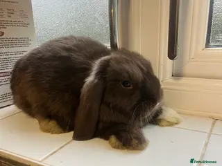 Mini Lop rabbits Mini lop - Advert 1