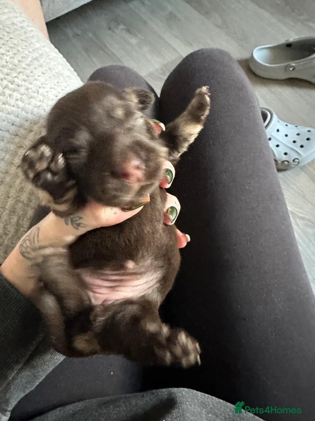 Mixed Breed dogs for sale: Pug/long haired mini dachshund  - Advert 2