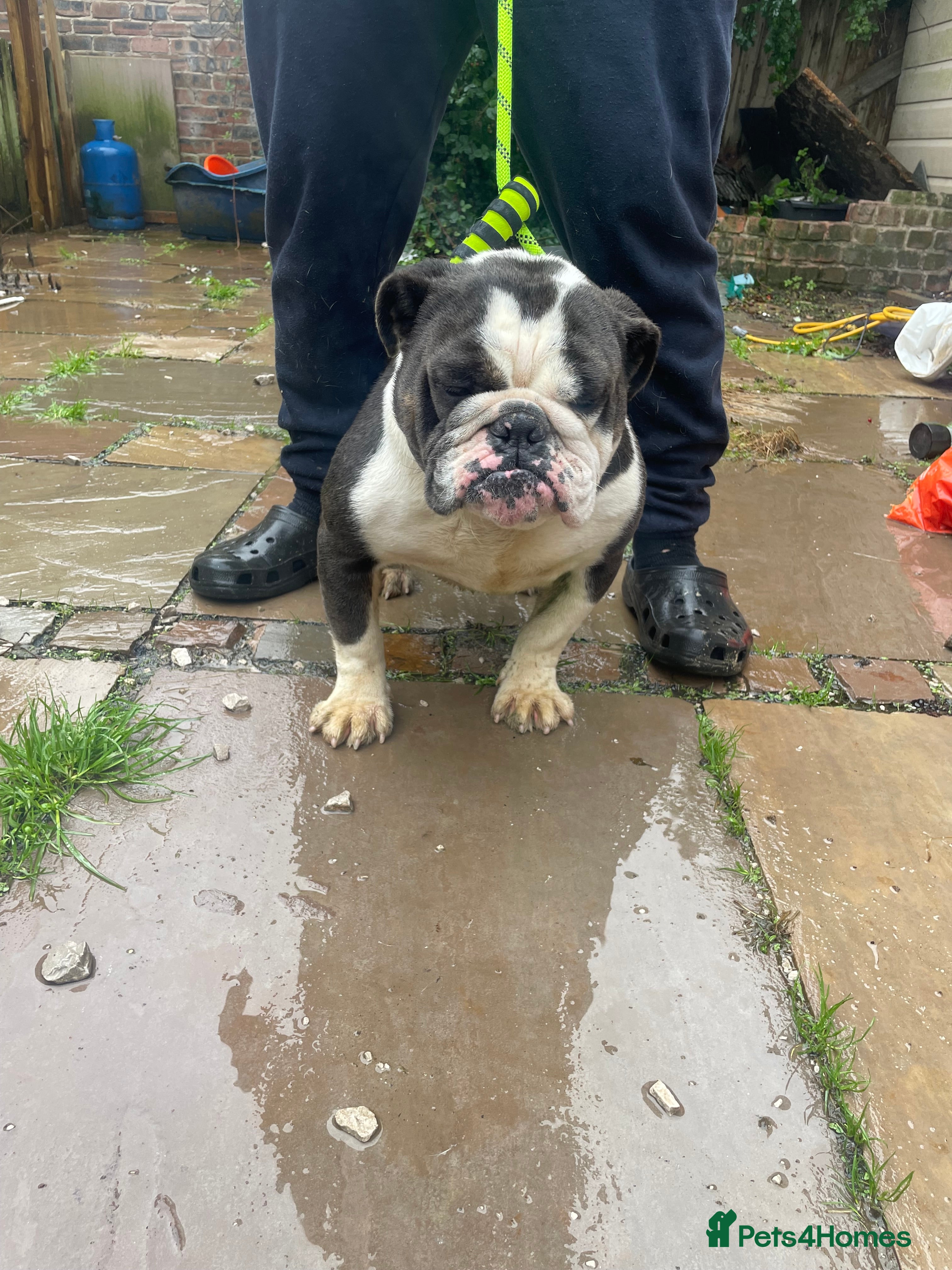 English Bulldog dogs Winston - Advert 5