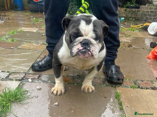 English Bulldog dogs - Advert 12