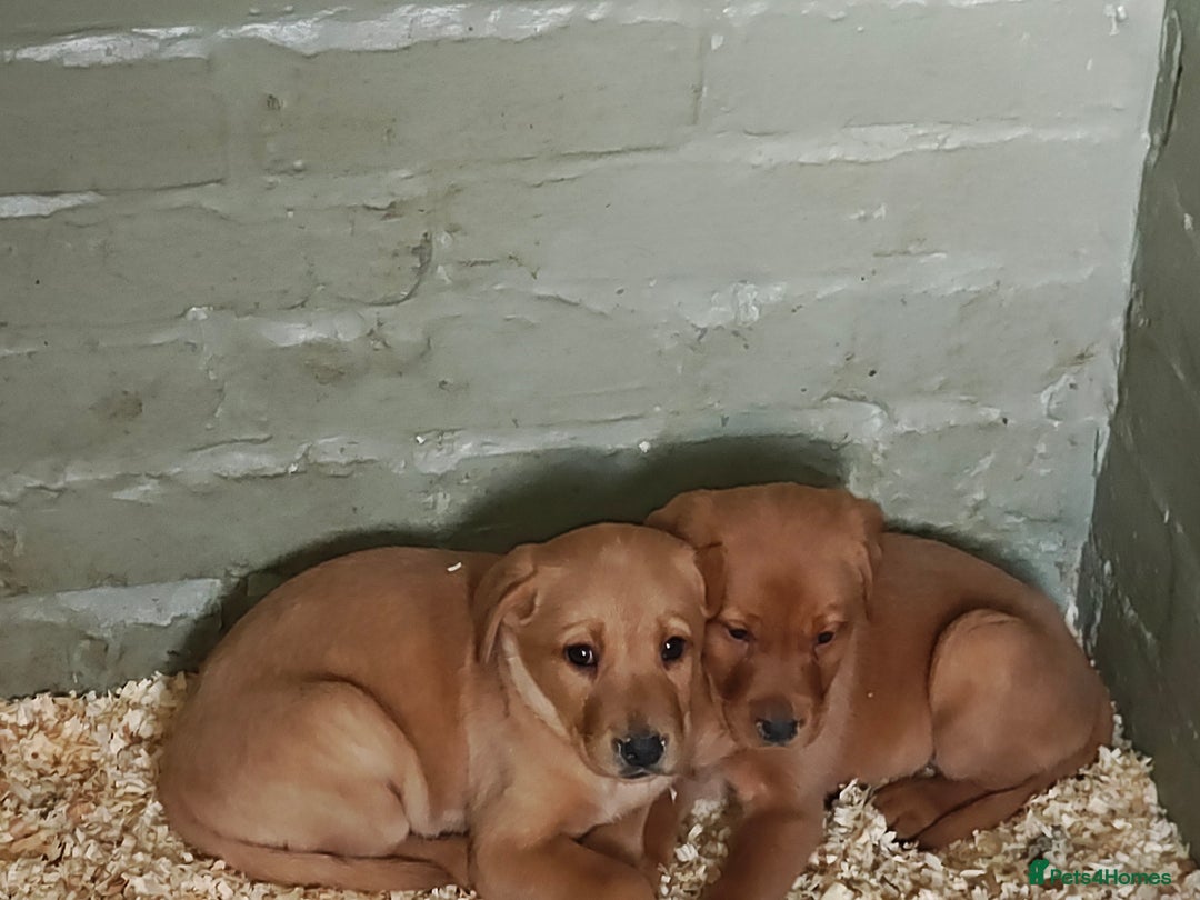 Labrador Retriever dogs for sale: Stunning Labrador pups - Advert 8
