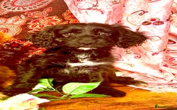 Cockapoo dogs for sale: Quality F1 Cockapoo Puppies one girl available !! - Image 2