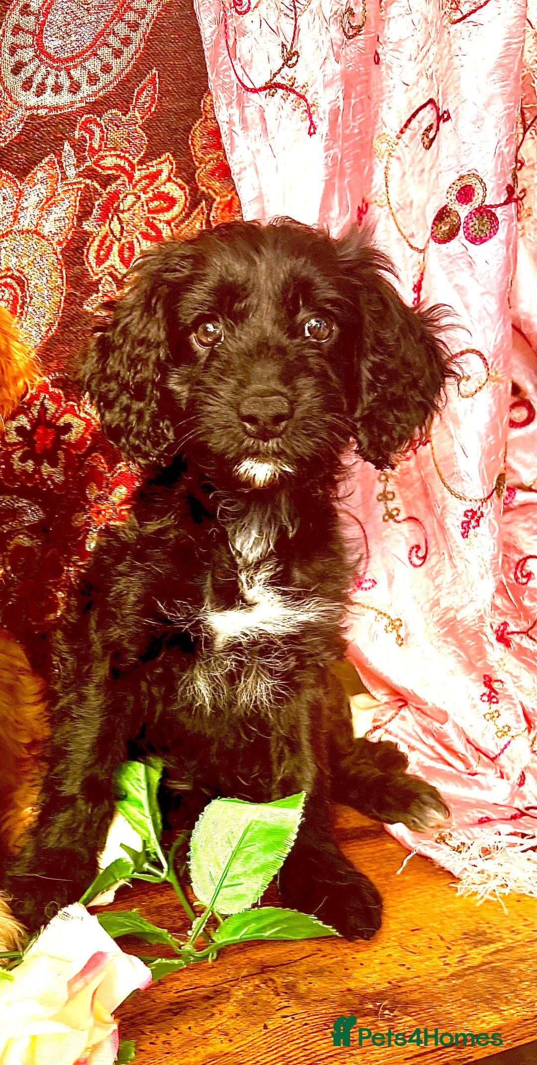 Cockapoo dogs for sale: Quality F1 Cockapoo Puppies one girl available !! - Image 2