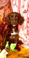 Cockapoo dogs - Advert 15