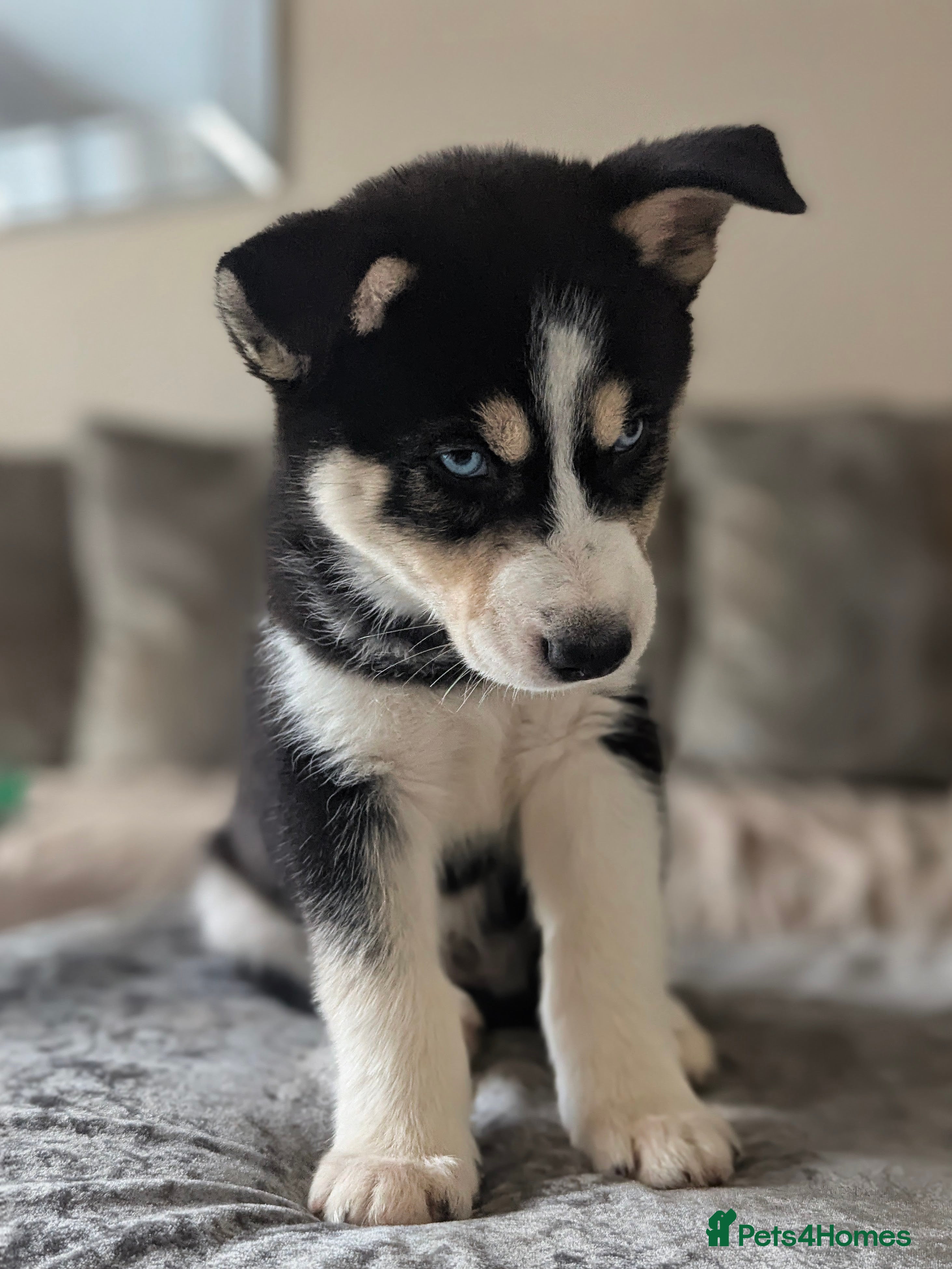 Siberian Husky dogs Stunning Siberian Husky Puppies for Sale 🐾 - Advert 1