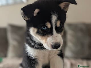 Siberian Husky dogs Stunning Siberian Husky Puppies for Sale 🐾 - Advert 1