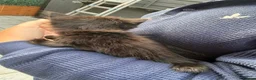 Mixed Breed cats for sale: Kittens available now  - Advert 4