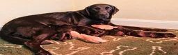 Labrador Retriever dogs for sale: Outstanding Labrador GUNDOG labrador puppies  - Advert 12