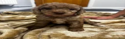 Cockapoo dogs for sale: Beautiful F2 cockapoo puppies  - Advert 7