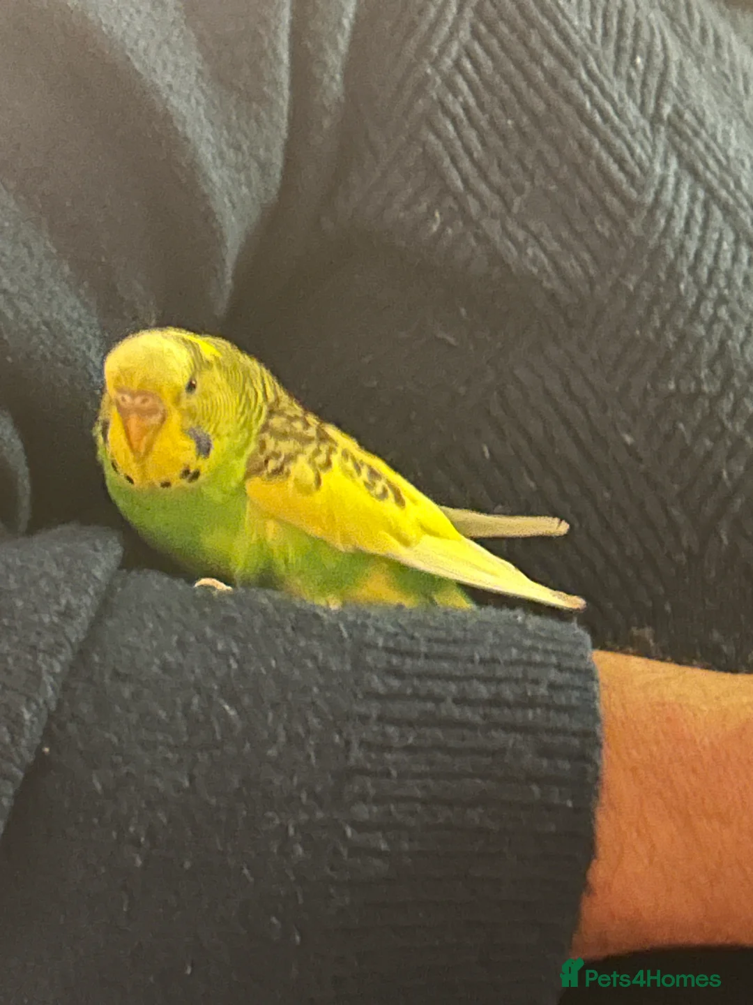 Budgerigars birds for sale: Exhibition BUDGIES - BEAUTIFUL!   - Advert 8