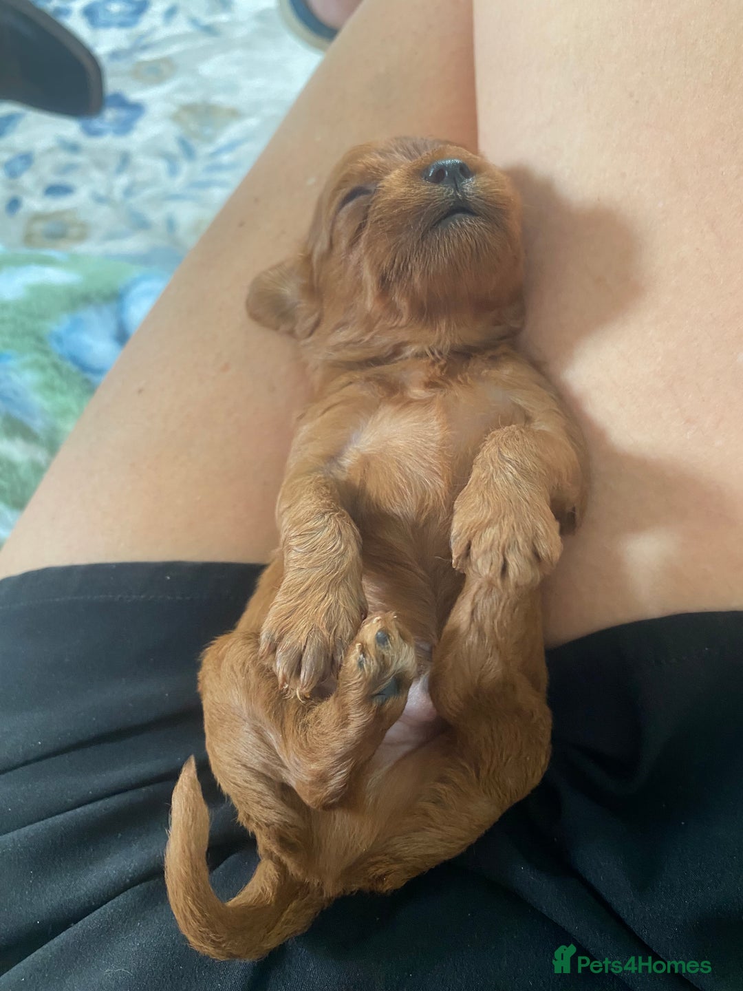 Cavapoo dogs for sale: Beautiful Tiny Cavapoos  - Image 20