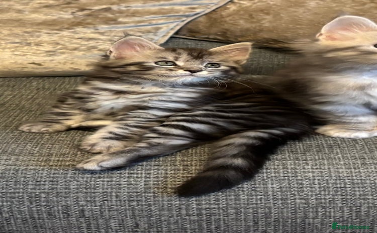 Maine Coon cats - Advert 13