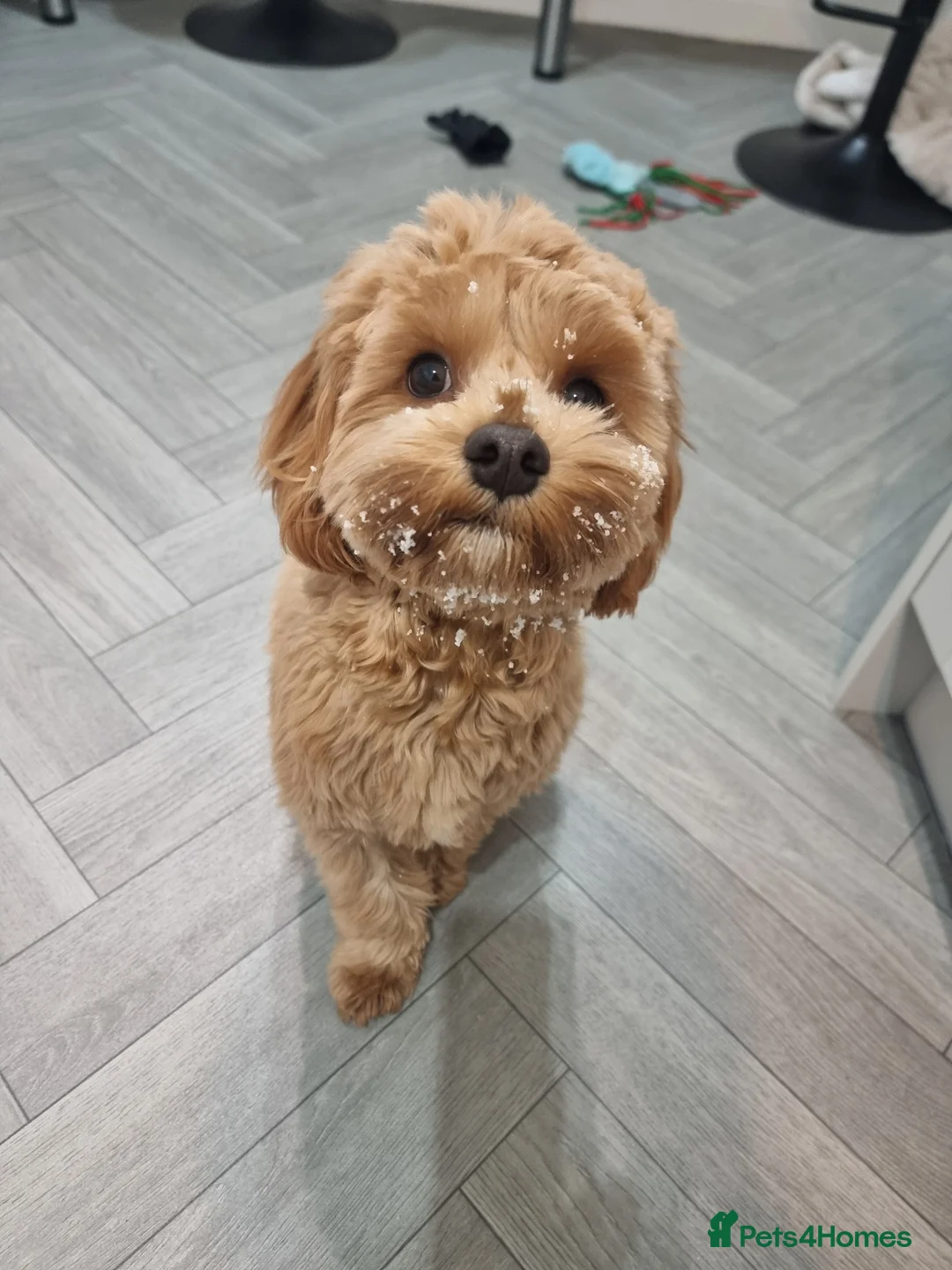 Mixed Breed dogs for sale: Freddie 9 month old Cavapoochon - Advert 3