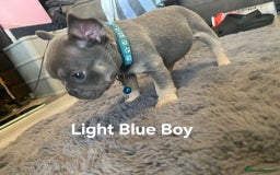 French Bulldog dogs for sale: Beautiful chunky French Bulldogs - Image 19