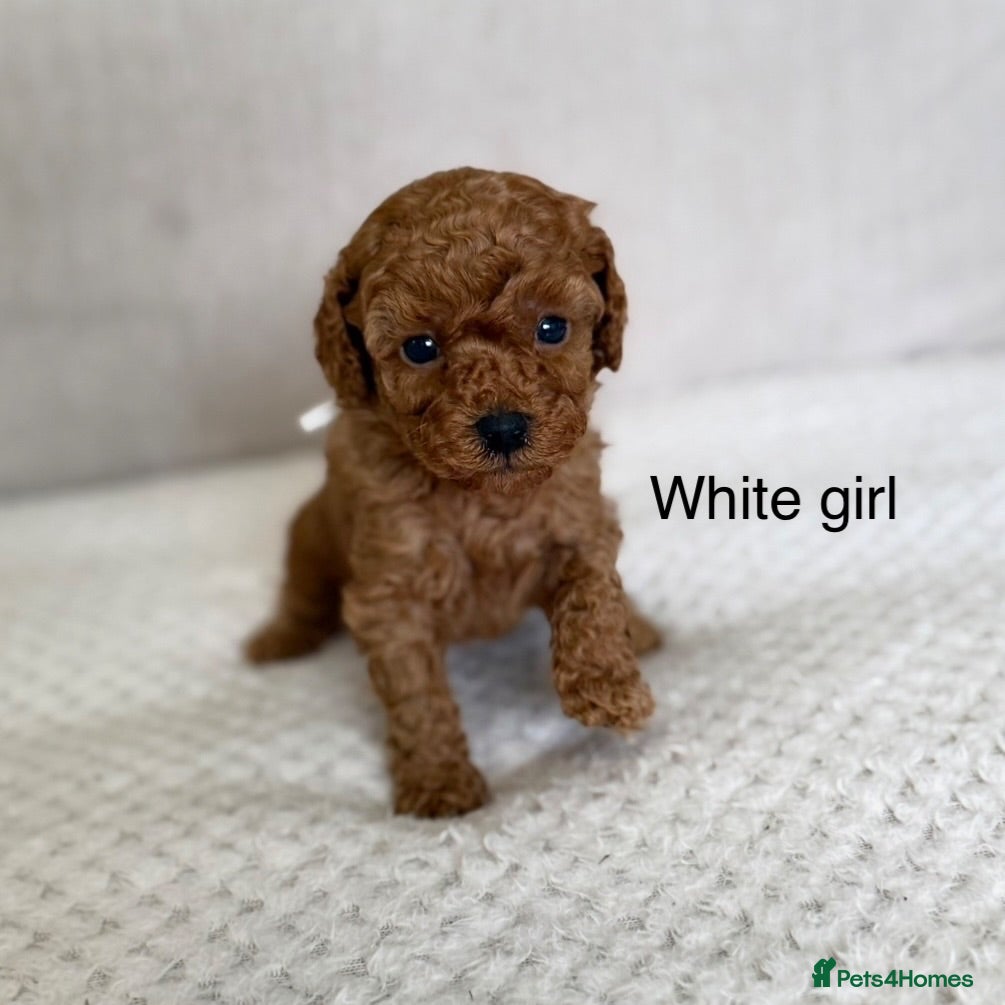 Cockapoo dogs BEAUTIFUL RED TOY COCKAPOO’S - Advert 16