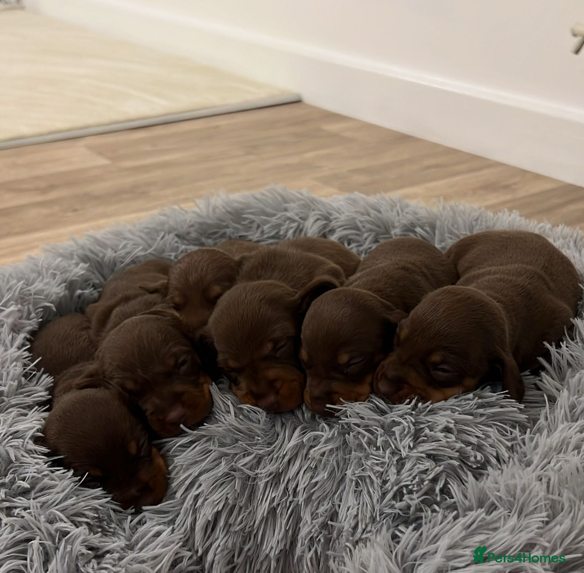 Miniature Dachshund dogs Stunning minature dachshund litter  in Maidstone - Advert 1