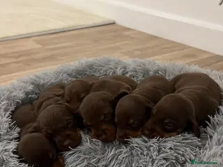 Miniature Dachshund dogs Stunning minature dachshund litter in Maidstone - Advert 1