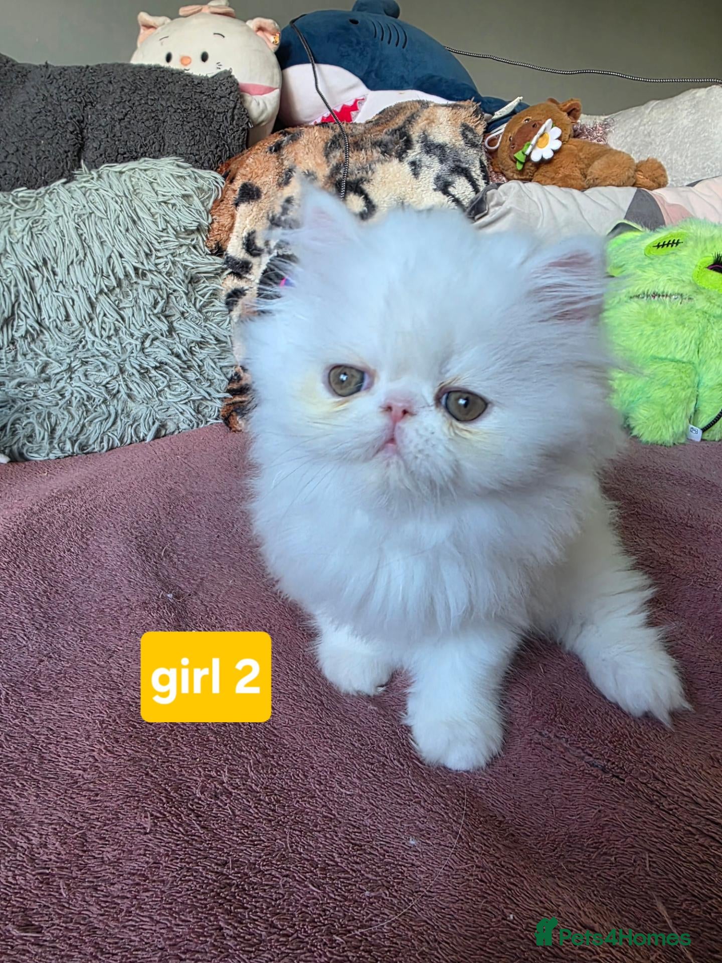 Persian cats LAST BEAUTIFUL PERSIAN GIRL AVAILABLE READY 14.09 - Advert 2